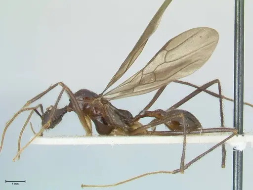 Aphaenogaster loriai - FOCOL1217