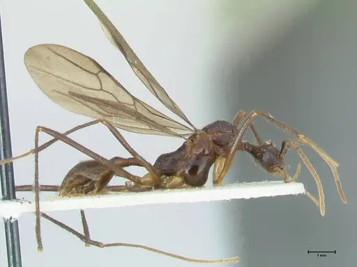 Aphaenogaster loriai - FOCOL1217