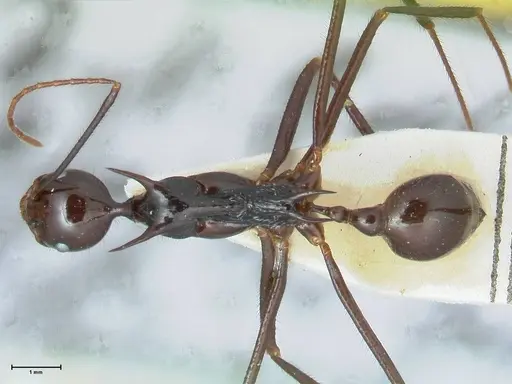 Aphaenogaster loriai - FOCOL1218