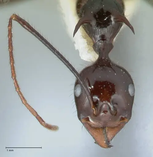 Aphaenogaster loriai - FOCOL1218