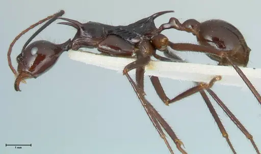 Aphaenogaster loriai - FOCOL1218