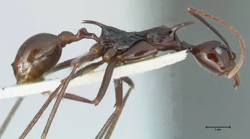 Aphaenogaster loriai - FOCOL1218