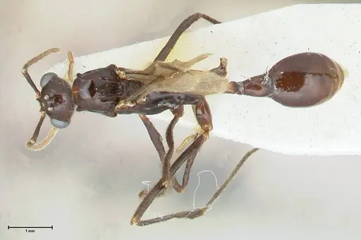 Aphaenogaster loriai - FOCOL1219