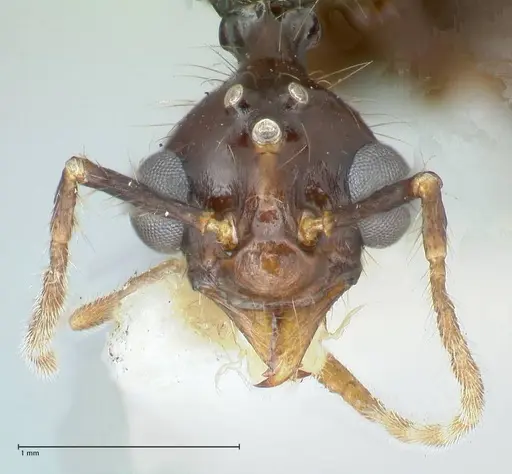 Aphaenogaster loriai - FOCOL1219