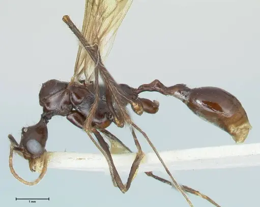 Aphaenogaster loriai - FOCOL1219