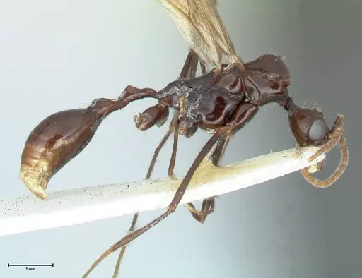Aphaenogaster loriai - FOCOL1219