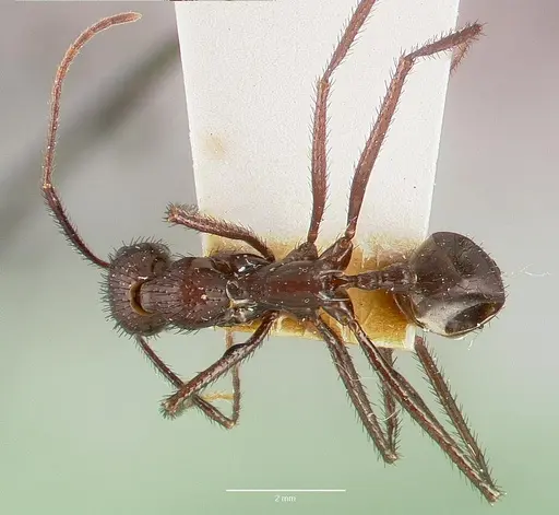 Aphaenogaster lustrans specimen