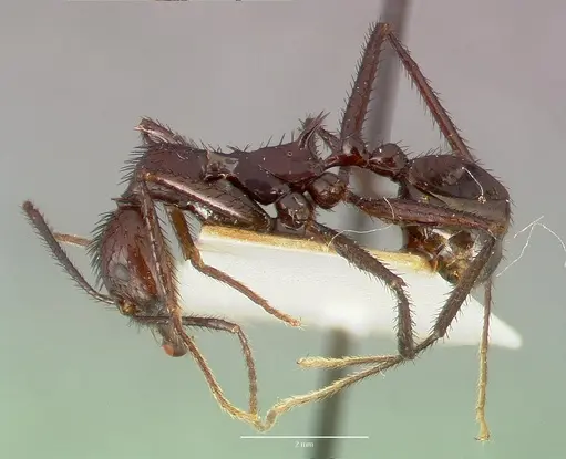 Aphaenogaster lustrans specimen