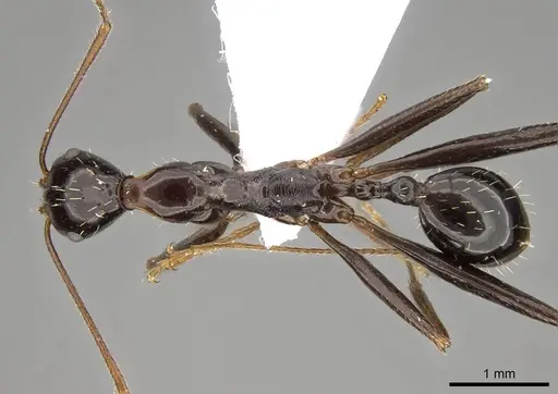 Aphaenogaster lykiaensis specimen