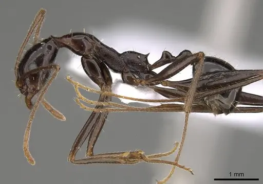 Aphaenogaster lykiaensis specimen