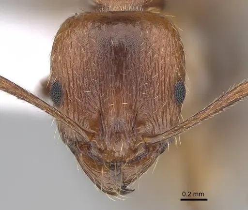 Aphaenogaster maculifrons specimen
