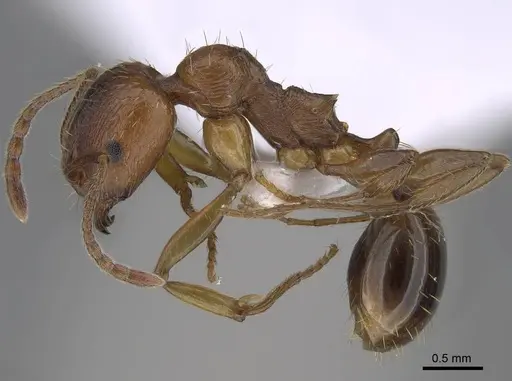 Aphaenogaster maculifrons specimen