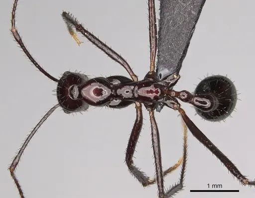 Aphaenogaster makay specimen