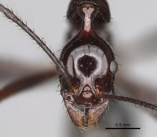 Aphaenogaster makay specimen