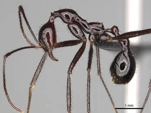Aphaenogaster makay specimen