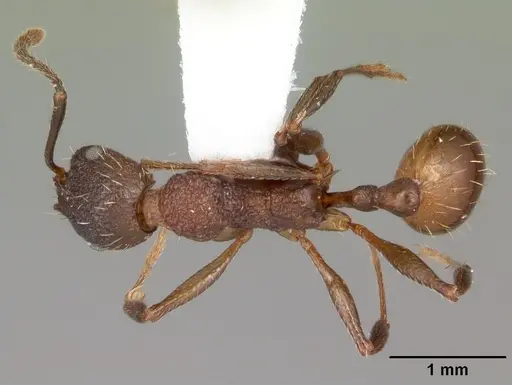 Aphaenogaster mariae specimen