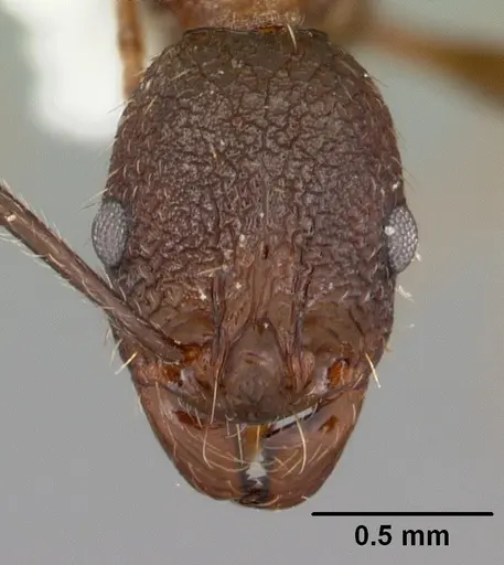 Aphaenogaster mariae specimen
