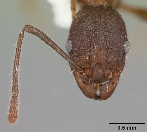 Aphaenogaster mariae specimen