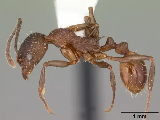 Aphaenogaster mariae - CASENT0103599