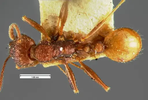 Aphaenogaster mariae - CASENT0105571