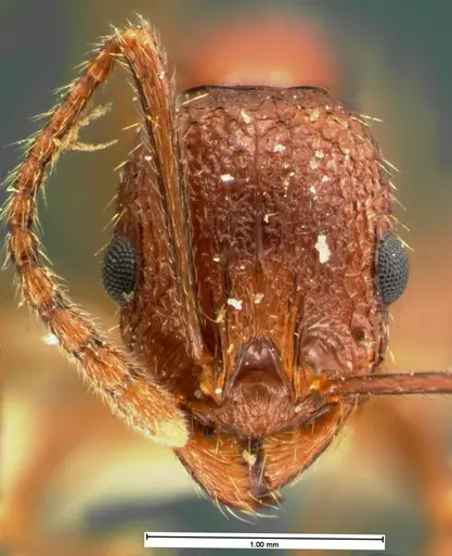 Aphaenogaster mariae - CASENT0105571