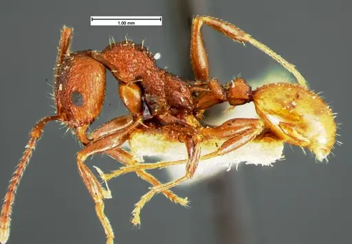 Aphaenogaster mariae - CASENT0105571
