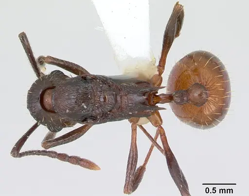 Aphaenogaster mariae - CASENT0173650