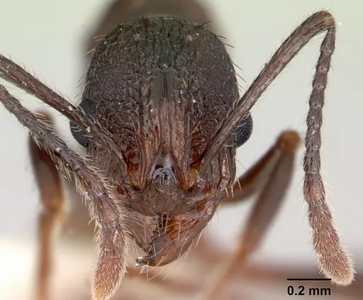 Aphaenogaster mariae - CASENT0173650