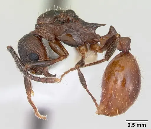 Aphaenogaster mariae - CASENT0173650