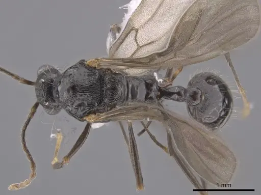Aphaenogaster mariae - CASENT0659050