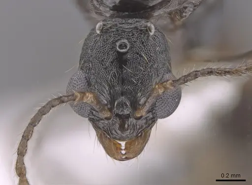 Aphaenogaster mariae - CASENT0659050