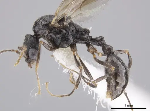 Aphaenogaster mariae - CASENT0659050