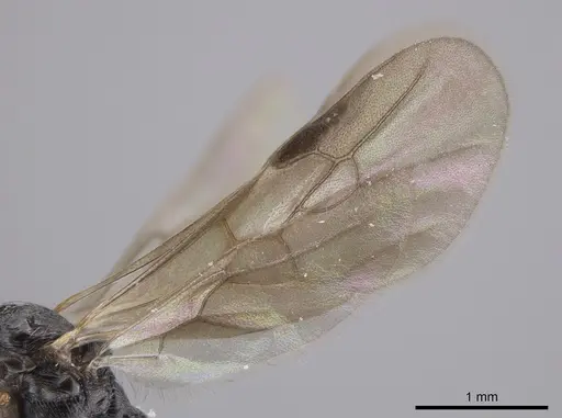 Aphaenogaster mariae - CASENT0659050