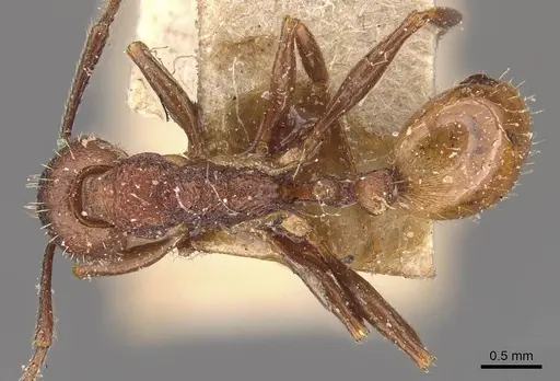 Aphaenogaster mariae - CASENT0907688