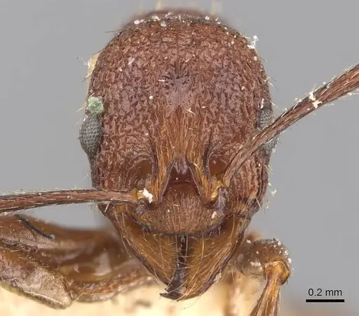 Aphaenogaster mariae - CASENT0907688