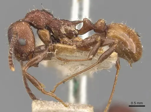 Aphaenogaster mariae - CASENT0907688
