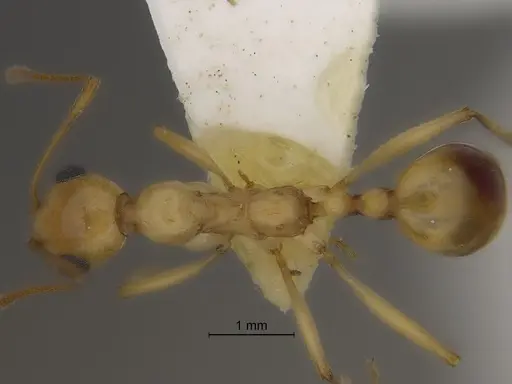 Aphaenogaster megommata - CASENT0869794