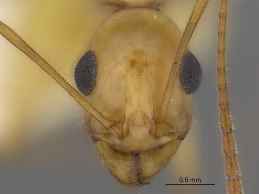 Aphaenogaster megommata - CASENT0869794