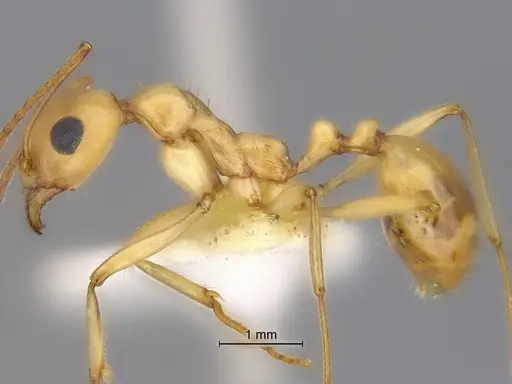Aphaenogaster megommata - CASENT0869794