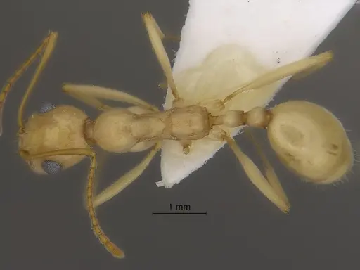 Aphaenogaster megommata - CASENT0869795