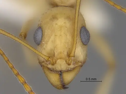 Aphaenogaster megommata - CASENT0869795