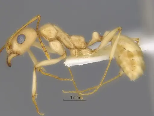 Aphaenogaster megommata - CASENT0869795