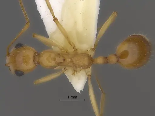 Aphaenogaster megommata - CASENT0869796