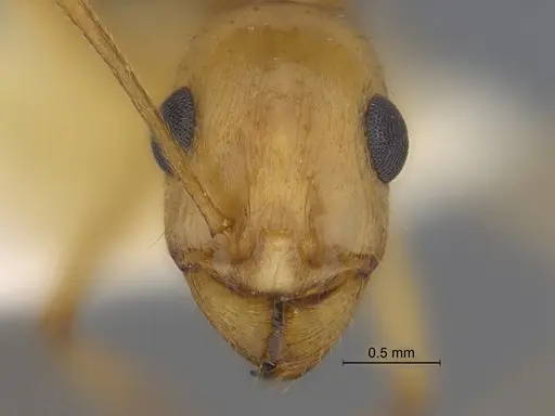 Aphaenogaster megommata - CASENT0869796