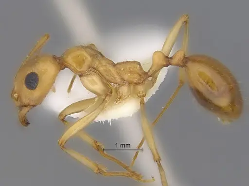 Aphaenogaster megommata - CASENT0869796