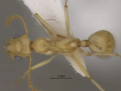 Aphaenogaster megommata - CASENT0869797