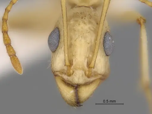 Aphaenogaster megommata - CASENT0869797