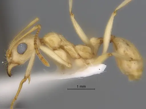 Aphaenogaster megommata - CASENT0869797