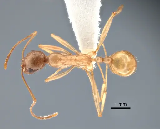 Aphaenogaster megommata - CASENT0882115