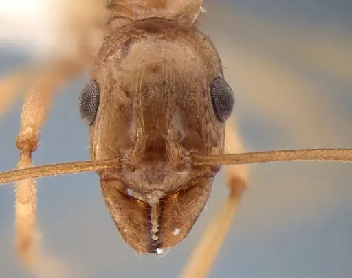 Aphaenogaster megommata - CASENT0882115